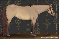 Horse Color:Chocolate Buckskin Dun 
