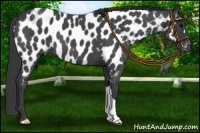 Horse Color:Blue Roan Near Leopard 