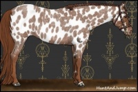 Horse Color:Red Roan Near Leopard 