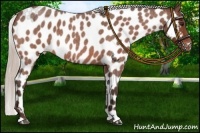 Horse Color:Silver Bay Roan Appaloosa 