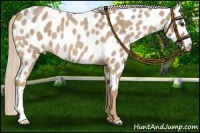 Horse Color:Palomino Roan Near Leopard