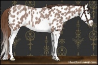 Horse Color:Red Roan Splash Near Leopard 