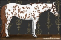 Horse Color:Chestnut Tobiano Appaloosa 