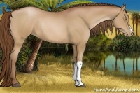 Horse Color:Bay Pearl Rabicano 
