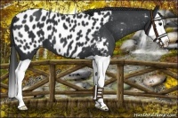 Horse Color:Black Splash Appaloosa 
