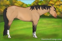 Horse Color:Bay Dun 