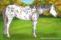 Horse Color:Grullo Splash Appaloosa 