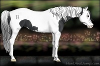 Horse Color:Black Splash Tobiano 