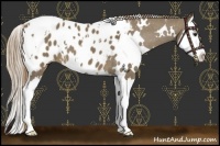 Horse Color:White Spotted Liver Red Dun Splash Appaloosa 
