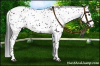 Horse Color:Black Appaloosa Rabicano 