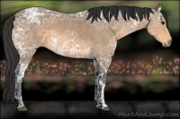 Horse Color:Buckskin Ice 
