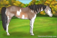 Horse Color:Bay Splash 