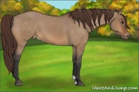 Horse Color:Bay Dun Appaloosa 