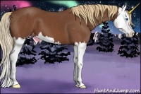 Horse Color:Chestnut Splash Appaloosa 
