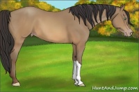 Horse Color:Sable Champagne 
