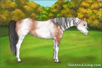 Horse Color:White Spotted Bay 