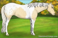 Horse Color:Palomino Tobiano Appaloosa 