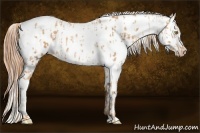 Horse Color:Gold Champagne Appaloosa  and Gold Champagne Splash Appaloosa 