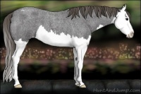 Horse Color:Smoky Blue Roan Splash Varnish 