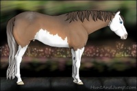 Horse Color:Buckskin Roan Splash Appaloosa
