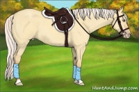 Horse Color:Silver Amber Champagne Roan Dun