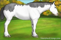 Horse Color:Blue Roan Splash Appaloosa