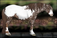 Horse Color:Liver Chestnut Frame Snowflake Varnish