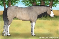 Horse Color:Buckskin Roan Splash
