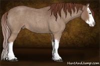 Horse Color:Red Roan Splash 