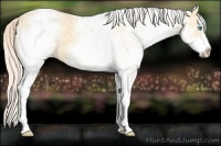 Horse Color:White Spotted Gold Cream Champagne 