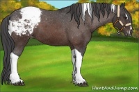 Horse Color:Brown Sabino Tobiano Snowcap