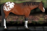 Horse Color:Brown Appaloosa 
