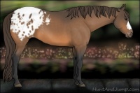 Horse Color:Buckskin Varnish 