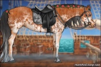 Horse Color:White Spotted Bay Splash  and White Spotted Bay Splash 