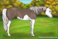 Horse Color:Silver Black Splash 