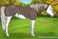 Horse Color:Silver Black Splash