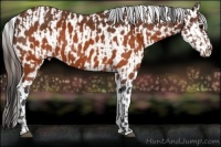 Horse Color:Brown  and Brown Appaloosa 