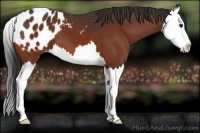 Horse Color:Bay Splash Appaloosa