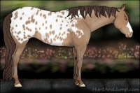 Horse Color:Sable Champagne Appaloosa 