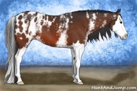 Horse Color:White Spotted Brown Splash Appaloosa 