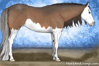 Horse Color:Buckskin Roan Splash Appaloosa