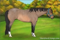 Horse Color:Buckskin Roan 