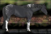 Horse Color:Black Tobiano 
