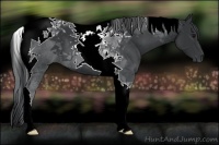 Horse Color:Black Tobiano