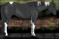 Horse Color:Black Tobiano 