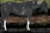 Horse Color:Black Tobiano 