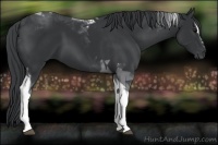 Horse Color:Black Sabino Tobiano