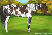 Horse Color:White Spotted Liver Chestnut 