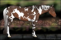 Horse Color:White Spotted Liver Chestnut 