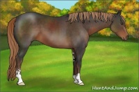 Horse Color:Liver Chestnut Sabino 